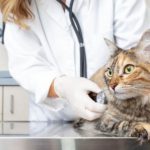 Why Veterinarians Should Limit Stress in Animal Patients