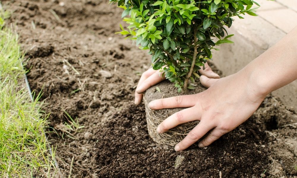 4 Crucial Things To Know Before Planting a Tree in Your Yard