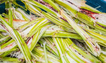 What Is Sugarcane Bagasse Used For?