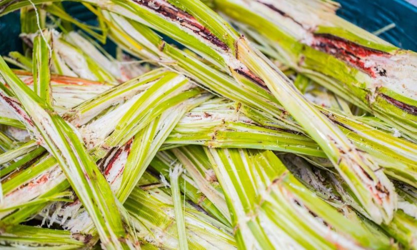 what-is-sugarcane-bagasse-used-for