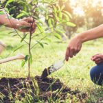 Helpful Equipment To Have for Planting Trees
