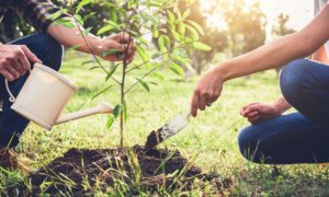 Helpful Equipment To Have for Planting Trees