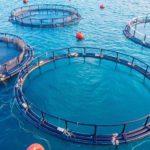 What Is Aquaculture, and How Does It Affect Our Planet?