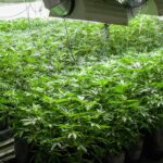 Tips for Budgeting Your Indoor Cannabis Cultivation