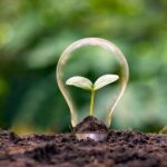 A small plant growing in dark soil in front of a blurred background with a lightbulb sitting over it to represent sustainable farming.